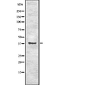 EN1 / Engrailed Antibody - Western blot analysis of EN1 using RAW264.7 whole cells lysates