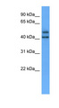 Encephalopsin / OPN3 Antibody - OPN3 / Encephalopsin antibody Western blot of 721_B cell lysate.  This image was taken for the unconjugated form of this product. Other forms have not been tested.