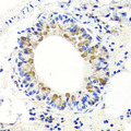 Endonuclease G / ENDOG Antibody - Immunohistochemistry of paraffin-embedded mouse lung using ENDOG antibodyat dilution of 1:100 (40x lens).