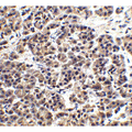 Endonuclease G / ENDOG Antibody - Immunohistochemistry of EndoG in human pancreas tissue with EndoG antibody at 2.5 µg/ml.