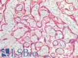 ENDOU Antibody - Human Placenta: Formalin-Fixed, Paraffin-Embedded (FFPE)