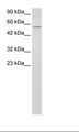ENL / MLLT1 Antibody - Raji Cell Lysate.  This image was taken for the unconjugated form of this product. Other forms have not been tested.