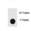 ENO2 / NSE Antibody - Dot blot of anti-Phospho-NSE-pY236 Antibody on nitrocellulose membrane. 50ng of Phospho-peptide or Non Phospho-peptide per dot were adsorbed. Antibody working concentrations are 0.5ug per ml.