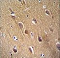 ENO2 / NSE Antibody - NSE Antibody (Y236) immunohistochemistry of formalin-fixed and paraffin-embedded human brain tissue followed by peroxidase-conjugated secondary antibody and DAB staining.