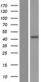 ENOSF1 Protein - Western validation with an anti-DDK antibody * L: Control HEK293 lysate R: Over-expression lysate