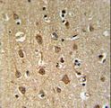 ENPP6 Antibody - ENPP6 Antibody IHC of formalin-fixed and paraffin-embedded human brain tissue followed by peroxidase-conjugated secondary antibody and DAB staining.