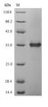 Endolysin  Protein - (Tris-Glycine gel) Discontinuous SDS-PAGE (reduced) with 5% enrichment gel and 15% separation gel.