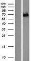 ENTHD1 Protein - Western validation with an anti-DDK antibody * L: Control HEK293 lysate R: Over-expression lysate
