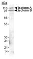 EPB41L3 Antibody - Detection of Band 4.1 in mouse brain lysate.  This image was taken for the unconjugated form of this product. Other forms have not been tested.