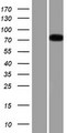 EPB41L5 Protein - Western validation with an anti-DDK antibody * L: Control HEK293 lysate R: Over-expression lysate