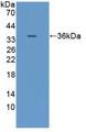 EPCAM Antibody - Western Blot; Sample: Recombinant EPCAM, Porcine.