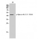 EPH Receptor B1+B2+B3 Antibody - Western blot of Phospho-Ephrin-B1/2/3 (Y324) antibody