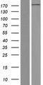 EPRS / PARS Protein - Western validation with an anti-DDK antibody * L: Control HEK293 lysate R: Over-expression lysate