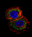 ER Alpha / Estrogen Receptor Antibody - Fluorescent confocal image of MCF-7 cell stained with ESR1 isoform1 Antibody. MCF-7 cells were fixed with 4% PFA (20 min), permeabilized with Triton X-100 (0.1%, 10 min), then incubated with ESR1 isoform1 primary antibody (1:25, 1 h at 37°C). For secondary antibody, Alexa Fluor 488 conjugated donkey anti-rabbit antibody (green) was used (1:400, 50 min at 37°C). Cytoplasmic actin was counterstained with Alexa Fluor 555 (red) conjugated Phalloidin (7units/ml, 1 h at 37°C). Nuclei were counterstained with DAPI (blue) (10 ug/ml, 10 min). ESR1 isoform1 immunoreactivity is localized to cytoplasm significantly.