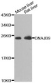 ERdj4 / DNAJB9 Antibody - Western blot analysis of extracts of various cell lines.