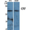 ERF / PE2 Antibody - Western blot of ERF antibody