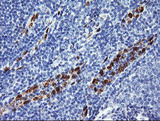 ERG Antibody - IHC of paraffin-embedded Human tonsil using anti-ERG mouse monoclonal antibody.