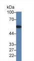 ERGIC-53 / LMAN1 Antibody - Western Blot; Sample: Human Hela cell lysate; Primary Ab: 1µg/ml Rabbit Anti-Human LMAN1 Antibody Second Ab: 0.2µg/mL HRP-Linked Caprine Anti-Rabbit IgG Polyclonal Antibody