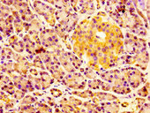 ERGIC2 Antibody - Immunohistochemistry image at a dilution of 1:100 and staining in paraffin-embedded human pancreatic tissue performed on a Leica BondTM system. After dewaxing and hydration, antigen retrieval was mediated by high pressure in a citrate buffer (pH 6.0) . Section was blocked with 10% normal goat serum 30min at RT. Then primary antibody (1% BSA) was incubated at 4 °C overnight. The primary is detected by a biotinylated secondary antibody and visualized using an HRP conjugated SP system.