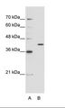 ERI1 / HEXO Antibody - B: HepG2 Cell Lysate.  This image was taken for the unconjugated form of this product. Other forms have not been tested.
