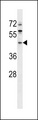 ERI1 / HEXO Antibody - ERI1 Antibody western blot of 293 cell line lysates (35 ug/lane). The ERI1 antibody detected the ERI1 protein (arrow).