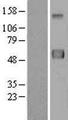 ERLEC1 Protein - Western validation with an anti-DDK antibody * L: Control HEK293 lysate R: Over-expression lysate