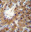 ERLIN1 / SPFH1 Antibody - ERLIN1 Antibody immunohistochemistry of formalin-fixed and paraffin-embedded human liver tissue followed by peroxidase-conjugated secondary antibody and DAB staining.