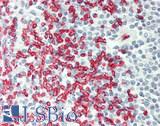 ERMAP / SC Antibody - Human Spleen: Formalin-Fixed, Paraffin-Embedded (FFPE).  This image was taken for the unconjugated form of this product. Other forms have not been tested.