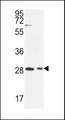 ERMN / Juxtanodin Antibody - ERMIN Antibody western blot of Jurkat,293 cell line lysates (35 ug/lane). The ERMIN antibody detected the ERMIN protein (arrow).