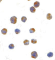 ERN1 / IRE1 Antibody - Immunocytochemistry of IRE1p in A20 cells with IRE1p antibody at 1 ug/ml.