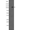 ERN1 / IRE1 Antibody - Western blot analysis IRE1 (phospho S724) using HT29 whole cells lysates