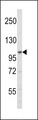 ERN2 Antibody - Western blot of ERN2 N-term in mouse stomach tissue lysates (35 ug/lane). ERN2 (arrow) was detected using the purified antibody.