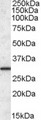 ERP29 Antibody - ERP29 antibody (0.1µg/ml) staining of Human Liver lysate (35µg protein in RIPA buffer). Detected by chemiluminescence.