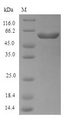 Exopolyphosphatase Protein - (Tris-Glycine gel) Discontinuous SDS-PAGE (reduced) with 5% enrichment gel and 15% separation gel.
