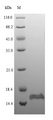 glpE Protein - (Tris-Glycine gel) Discontinuous SDS-PAGE (reduced) with 5% enrichment gel and 15% separation gel.