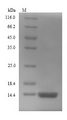 glpE Protein - (Tris-Glycine gel) Discontinuous SDS-PAGE (reduced) with 5% enrichment gel and 15% separation gel.