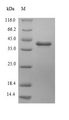 HPH Protein - (Tris-Glycine gel) Discontinuous SDS-PAGE (reduced) with 5% enrichment gel and 15% separation gel.