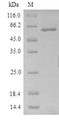 PPX Protein - (Tris-Glycine gel) Discontinuous SDS-PAGE (reduced) with 5% enrichment gel and 15% separation gel.