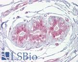 ESE3 / EHF Antibody - Anti-EHF antibody IHC of human breast. Immunohistochemistry of formalin-fixed, paraffin-embedded tissue after heat-induced antigen retrieval. Antibody concentration 5 ug/ml.  This image was taken for the unconjugated form of this product. Other forms have not been tested.