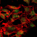 ESET / SETDB1 Antibody - Immunofluorescence of LOVO cells using SETDB1 mouse monoclonal antibody (green). Red: Actin filaments have been labeled with Alexa Fluor-555 phalloidin.