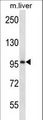 ESPNL Antibody - ESPNL Antibody western blot of mouse liver tissue lysates (35 ug/lane). The ESPNL antibody detected the ESPNL protein (arrow).