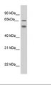 ESRP2 / RBM35B Antibody - NIH 3T3 Cell Lysate.  This image was taken for the unconjugated form of this product. Other forms have not been tested.