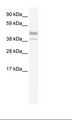 ESRRB / ERR Beta Antibody - Fetal Kidney Lysate.  This image was taken for the unconjugated form of this product. Other forms have not been tested.