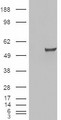 ESRRG / ERR Gamma Antibody - HEK293 overexpressing ESRRG (RC218233) and probed with (mock transfection in first lane).