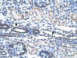 ETS1 / ETS-1 Antibody - ETS1 antibody P100604_T100-NP_005229-ETS1 (v-ets erythroblastosis virus E26 oncogene homolog 1 (avian)) Antibody was used in IHC to stain formalin-fixed, paraffin-embedded human kidney.  This image was taken for the unconjugated form of this product. Other forms have not been tested.
