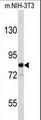 EVI5 Antibody - Western blot of EVI5 Antibody in mouse NIH-3T3 cell line lysates (35 ug/lane). EVI5 (arrow) was detected using the purified antibody.