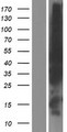 EVL Protein - Western validation with an anti-DDK antibody * L: Control HEK293 lysate R: Over-expression lysate