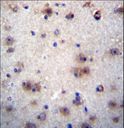 EVPLL Antibody - EVPLL Antibody immunohistochemistry of formalin-fixed and paraffin-embedded human brain tissue followed by peroxidase-conjugated secondary antibody and DAB staining.