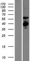 EXD2 Protein - Western validation with an anti-DDK antibody * L: Control HEK293 lysate R: Over-expression lysate