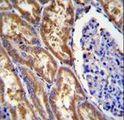 EXOC3L1 Antibody - EXOC3L Antibody immunohistochemistry of formalin-fixed and paraffin-embedded human kidney tissue followed by peroxidase-conjugated secondary antibody and DAB staining.